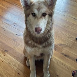 Native American Indian Dog Puppies from Seven Sisters Canids