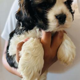 Copper - Sable and white male Cocker Spaniel puppy in Winchester, California from All American Cocker Spaniels