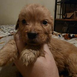 Girl 3 - Dark golden female Golden Retriever puppy in Lawtey, Florida from Rise and Shine Goldens