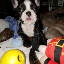 French Bulldog Puppies from Who's Your Bulldog? Kennel