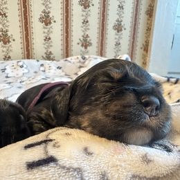 Cocker Spaniel Puppies from Abundance of Joy LLC