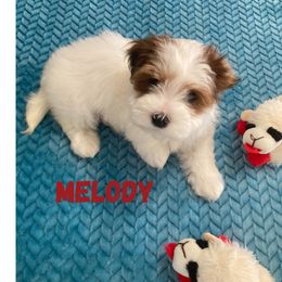 Lucky's In The Mood For A Melody (Melody) - Gold sable female Havanese puppy in Fielding, Utah from LUCKY HAVANESE