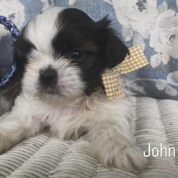 John - Brindle and white male Shih Tzu puppy in Jasper, Georgia from Tiny Bubbles Shih Tzus