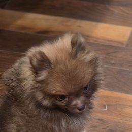 Otter Pop - Chocolate sable female Pomeranian puppy in El Centro, California from BabyBooPoms