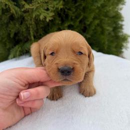 Green Boy - Dark golden male Golden Retriever puppy in Utah from Deseret Peak Goldens
