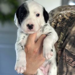 Patch - White and black female Dalmatian puppy in Mount Vernon, Washington from Pawsitively Spotted