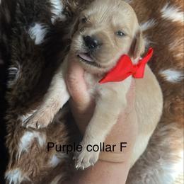 Purple collar - Golden female Golden Retriever puppy in Jesup, Georgia from Painted Platinum Retrievers (Painted Platinum Kennel) PPK