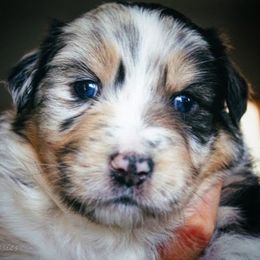 Australian Shepherd Puppies from Sparrtan Australian Shepherds