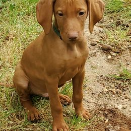 Vizsla Puppies from Bravo! Vizslas