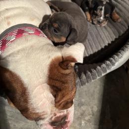 Aussiedoodle, Bulldog, Miniature Australian Shepherd, Poodle, and Toy Australian Shepherd Puppies from Mowry Creek Mini Aussiedoodles and More