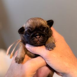 Pink collar - Fawn female Pug puppy in Hereford, Arizona from Broken Road Ranch Pugs