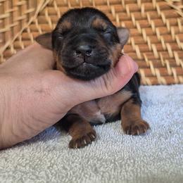 Oliver - Black and tan male Yorkshire Terrier puppy in Blacksburg, South Carolina from Hess Pooches LLC