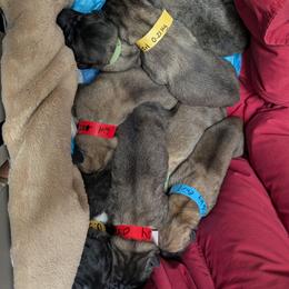 Boy 1 - Brindle male Anatolian Shepherd Dog puppy in Cleveland, Minnesota from Schmahl Family Farms