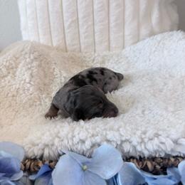 Dapple Boy - 3,500 - Dapple male Dachshund puppy in Fredericksburg, Texas from Goodman Dachshunds