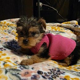 Girl 2 - Black and tan female Yorkshire Terrier puppy in Strunk, Kentucky from Hip Hoppin Yorkies