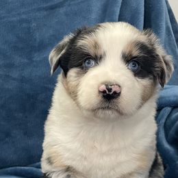 Richard - Blue merle male Australian Shepherd puppy in Utah from Corbridge Aussies