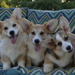 Pembroke Welsh Corgis from Pemhill Corgis