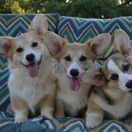 Pembroke Welsh Corgis from Pemhill Corgis