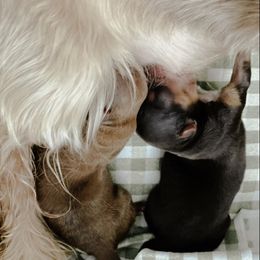 French Bulldog and Yorkshire Terrier Puppies from Casa De Silva LLC