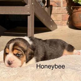 Honeybee - Black tan and white female Beagle puppy in Mansfield, Missouri from Rippee Creek Kennel