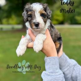 Teddy - Tri-color male Bernedoodle puppy in Valdese, North Carolina from Doodling All Day Goldendoodles
