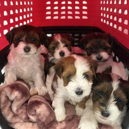 Bernedoodle, Cavapoo, Havanese, and Havapoo Puppies from Lady Paws Puppies - Cassie