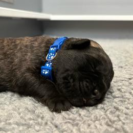 Pilot - Black brindle male Cane Corso puppy in Cameron Park, California from Lionheart Cane Corso