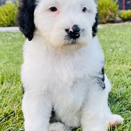 Sheepadoodle Puppies from M&B Puppy Love