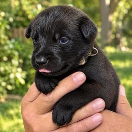 White - Red sable male Belgian Malinois puppy in Highland City, Florida from VonSal Kennels