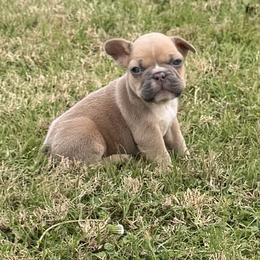 French Bulldog Puppies from Teak’s Texas Frenchie’s