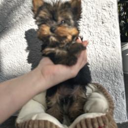 Girl 1 - Black and tan female Yorkshire Terrier puppy in Cape Coral, Florida from Katherine’s Yorkies and Poodles