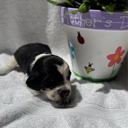 Blue Collar Boy - Black and white male English Springer Spaniel puppy in Collins, Georgia from English Springer Spaniels at Lands Lodge