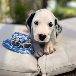 Black Collar Homozygous LUA - White and black male Dalmatian puppy in Hawkins, Texas from Snow Dalmatians