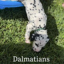 Dalmatian Puppies from Louisiana Roux Dalmatians