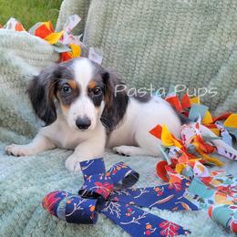 AKC IBC - Dapple male Dachshund puppy in Texarkana, Arkansas from Pasta Pups Miniature Dachshunds