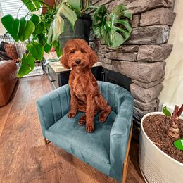 C O R A L- teddy bear - 20-30 lbs - Red  female Goldendoodle puppy in Pleasant View, Utah from Anchor Dogs