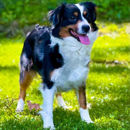 Winnie - Blue merle female Miniature Australian Shepherd puppy in East Berlin, Pennsylvania from Dusty Spring Australian Shepherds, LLC