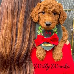 Willy Wonka - Red  male Goldendoodle puppy in State Road, North Carolina from Must Love Doodles