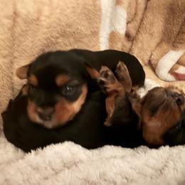 Yorkshire Terrier Puppies from Nina Esmaeili