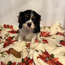 Snickers - Tri-color male Cavalier King Charles Spaniel puppy in Atoka, Oklahoma from Rohus Puppies