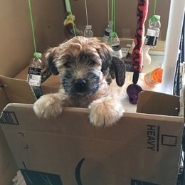 Soft Coated Wheaten Terrier Puppies from Exeter Soft Coated Wheaten Terriers