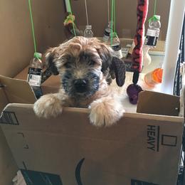 Soft Coated Wheaten Terrier Puppies from Exeter Soft Coated Wheaten Terriers