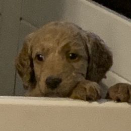 Goldendoodle Puppies from Izzy's Doodles