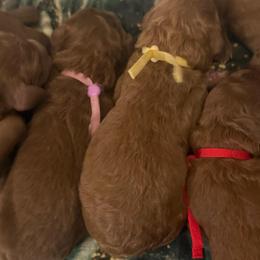 Cider - Red  male Poodle puppy in Mount Vernon, Illinois from AMC Poodles