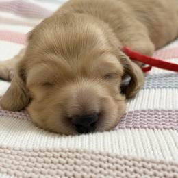 Wonder - Cream male Dachshund puppy in Murfreesboro, Tennessee from Kimbrie's Dream Cream Doxies