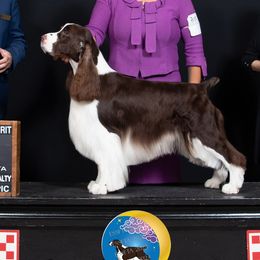 Nikki - English Springer Spaniel