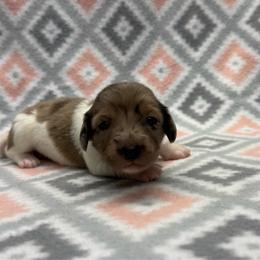 GIRL 3 - Piebald female Dachshund puppy in Hoover, Alabama from Tide Town Doxies