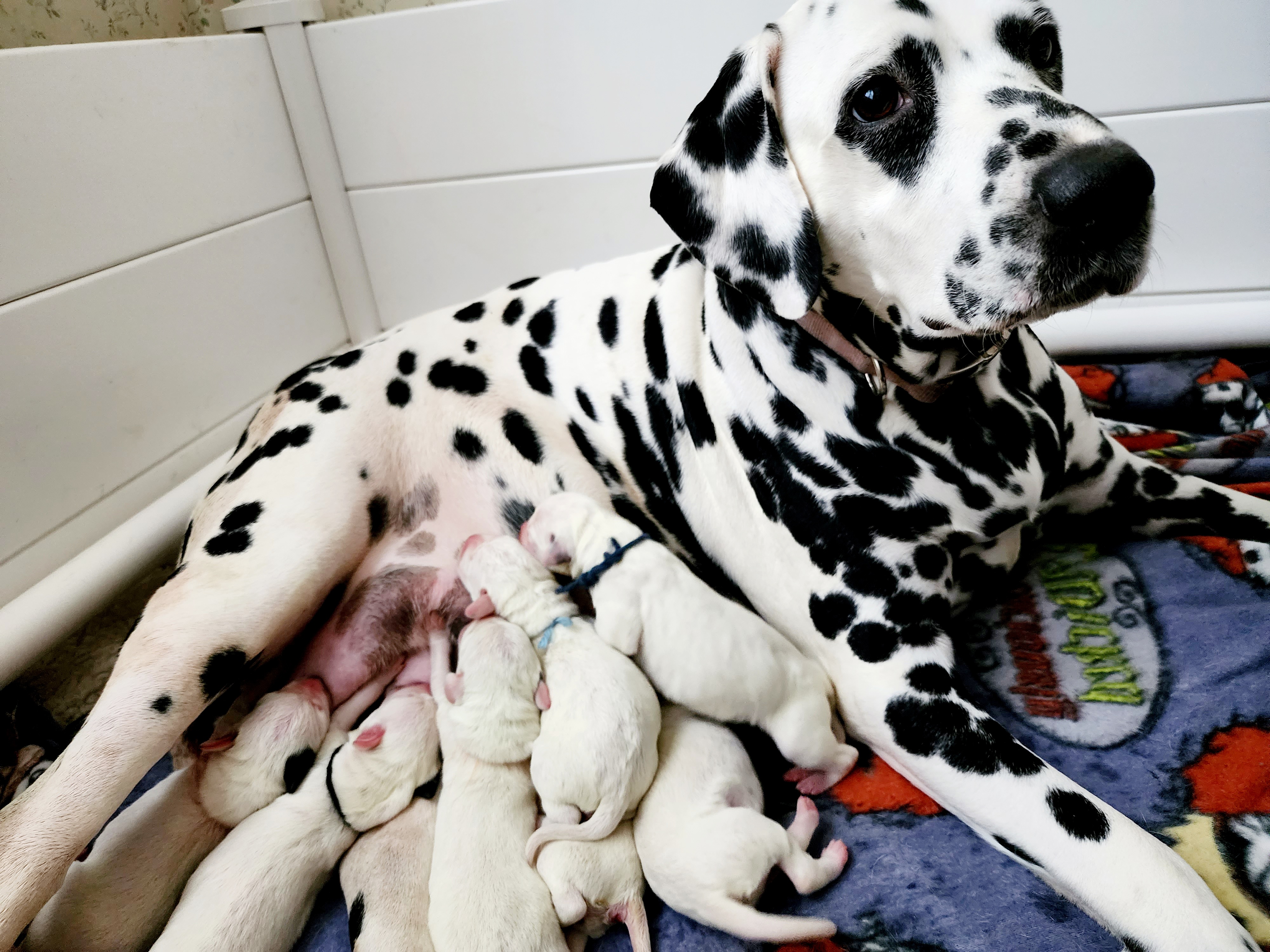 Aurora - Dalmatian