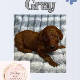 Gray - Red  male Poodle puppy in Lima, Ohio from Buckeye Red Standard Poodles