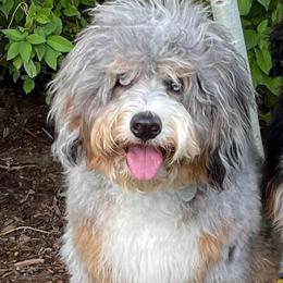 Indie - Bernedoodle